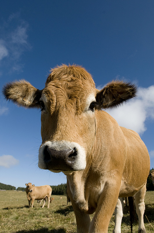 Comment conserver la viande aubrac?